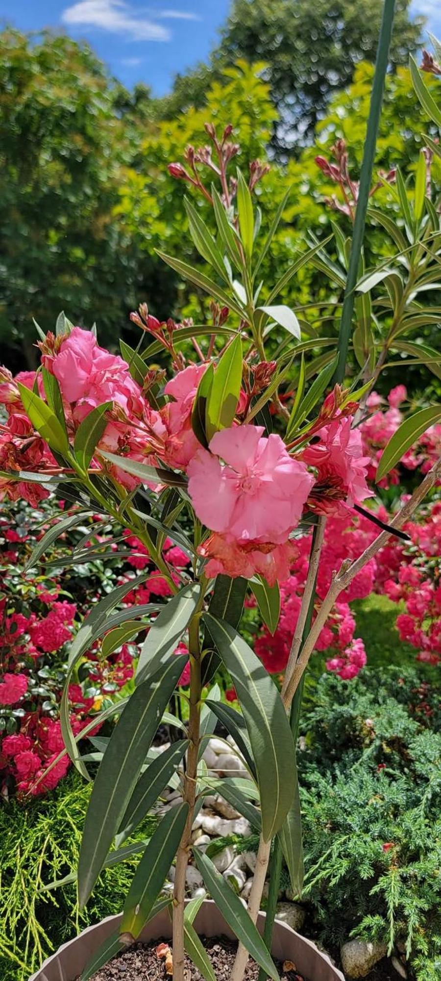 Vila Jovana 维尔蒂尼克 外观 照片